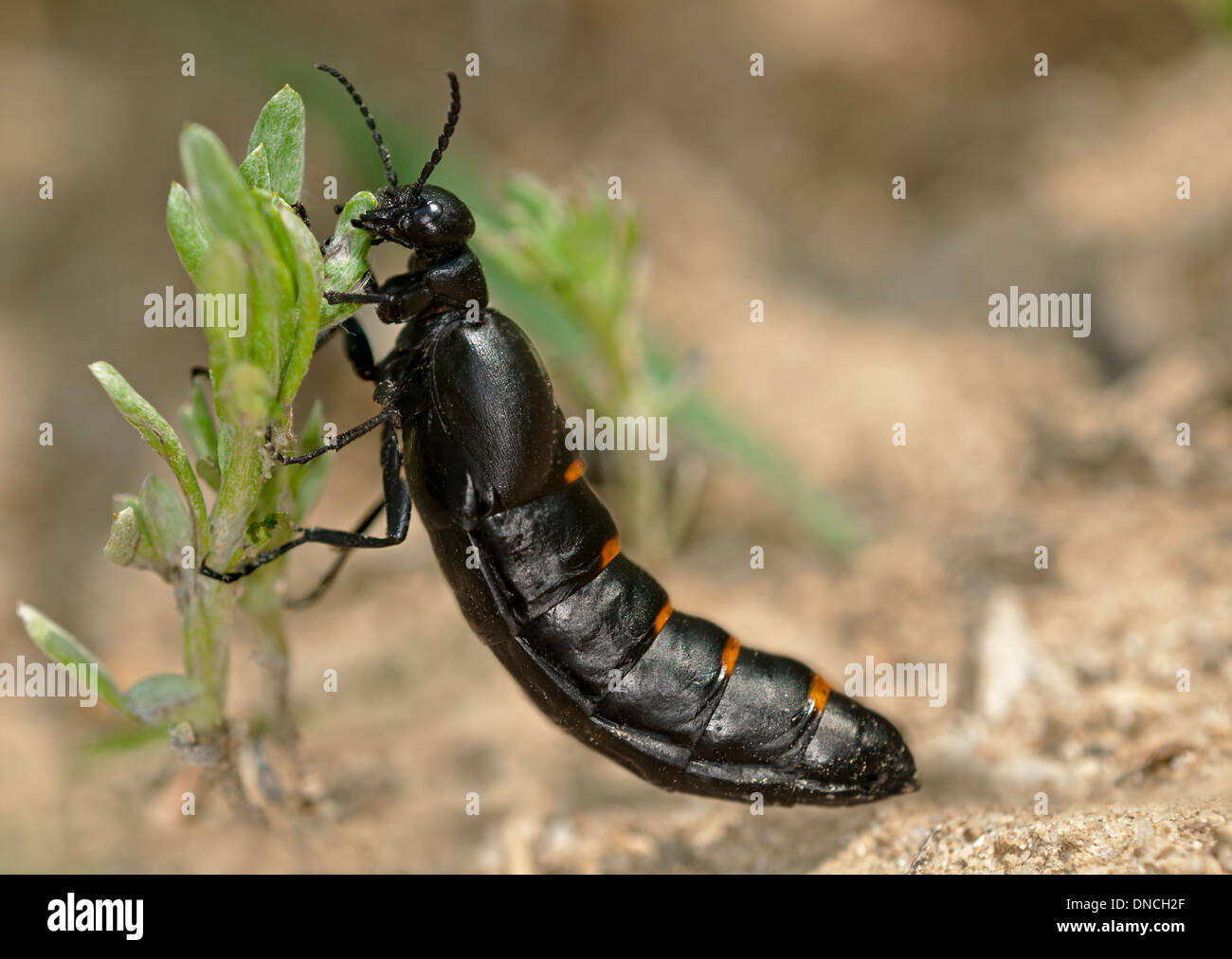Öl-Käfer Berberomeloe Majalis ernähren sich von Blättern, Öl Käfer Familie (Meloidae), Ronda Region, Andalusien, Spanien Stockfoto