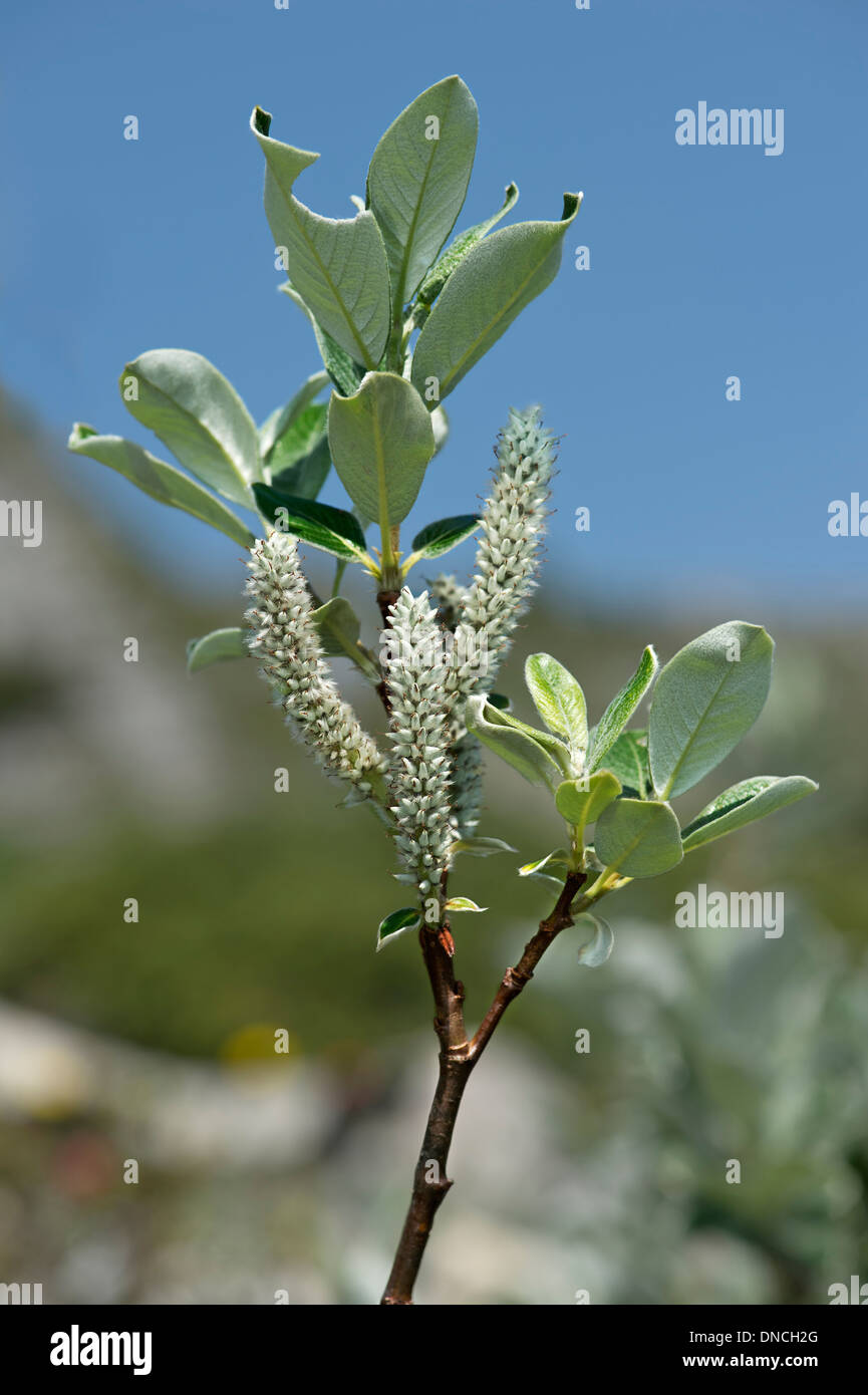 Niederlassung der Schweizer Weide (Salix Helvetica Stockfotografie - Alamy