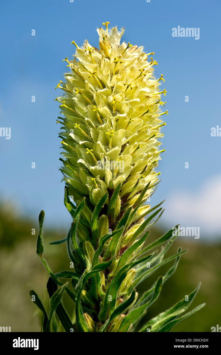Gelbe Glockenblume (Campanula Thyrsoides) Stockfoto