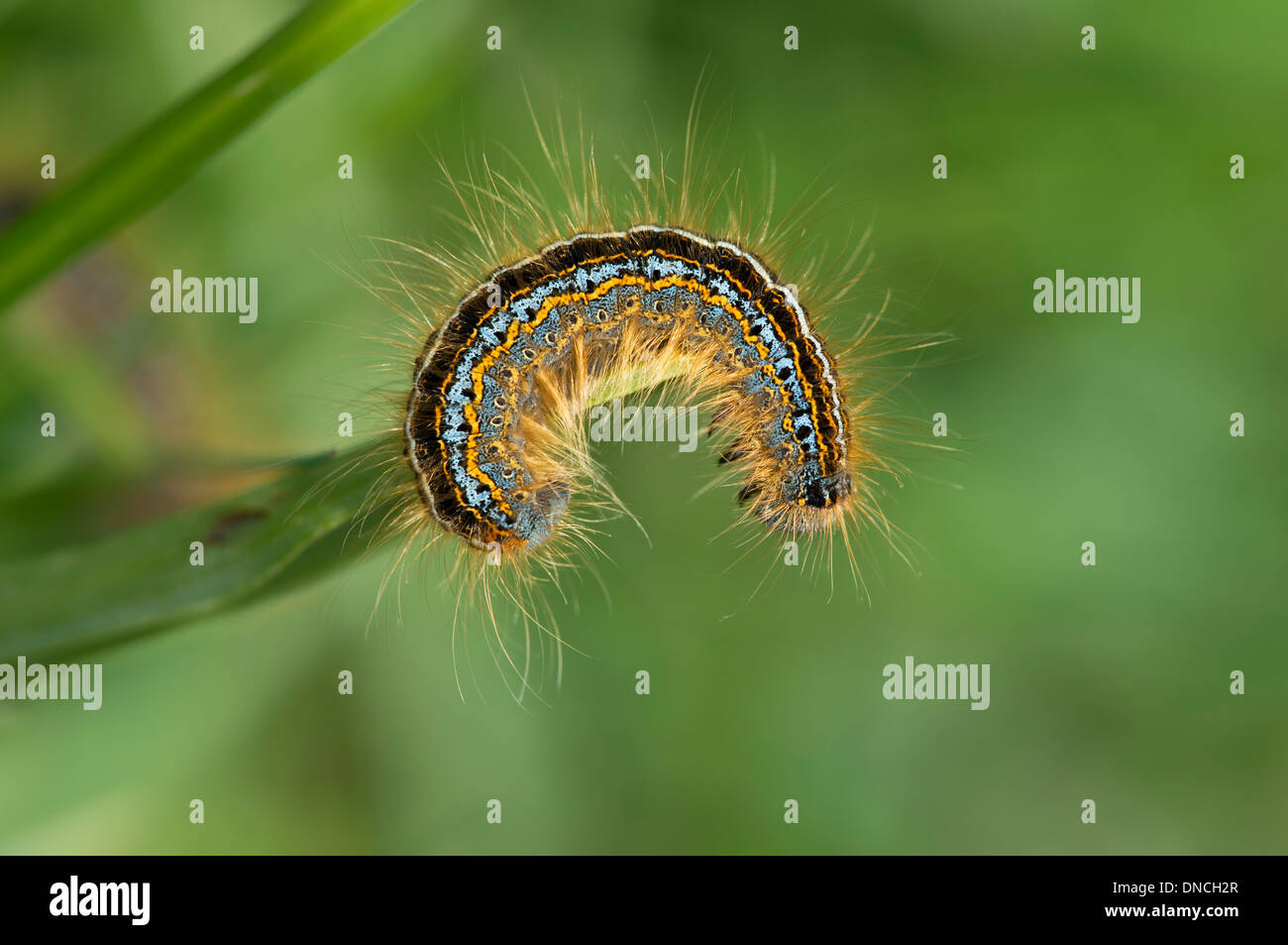 Bright farbigen Berg Lakai Raupe (Malacosoma Alpicola) Stockfoto