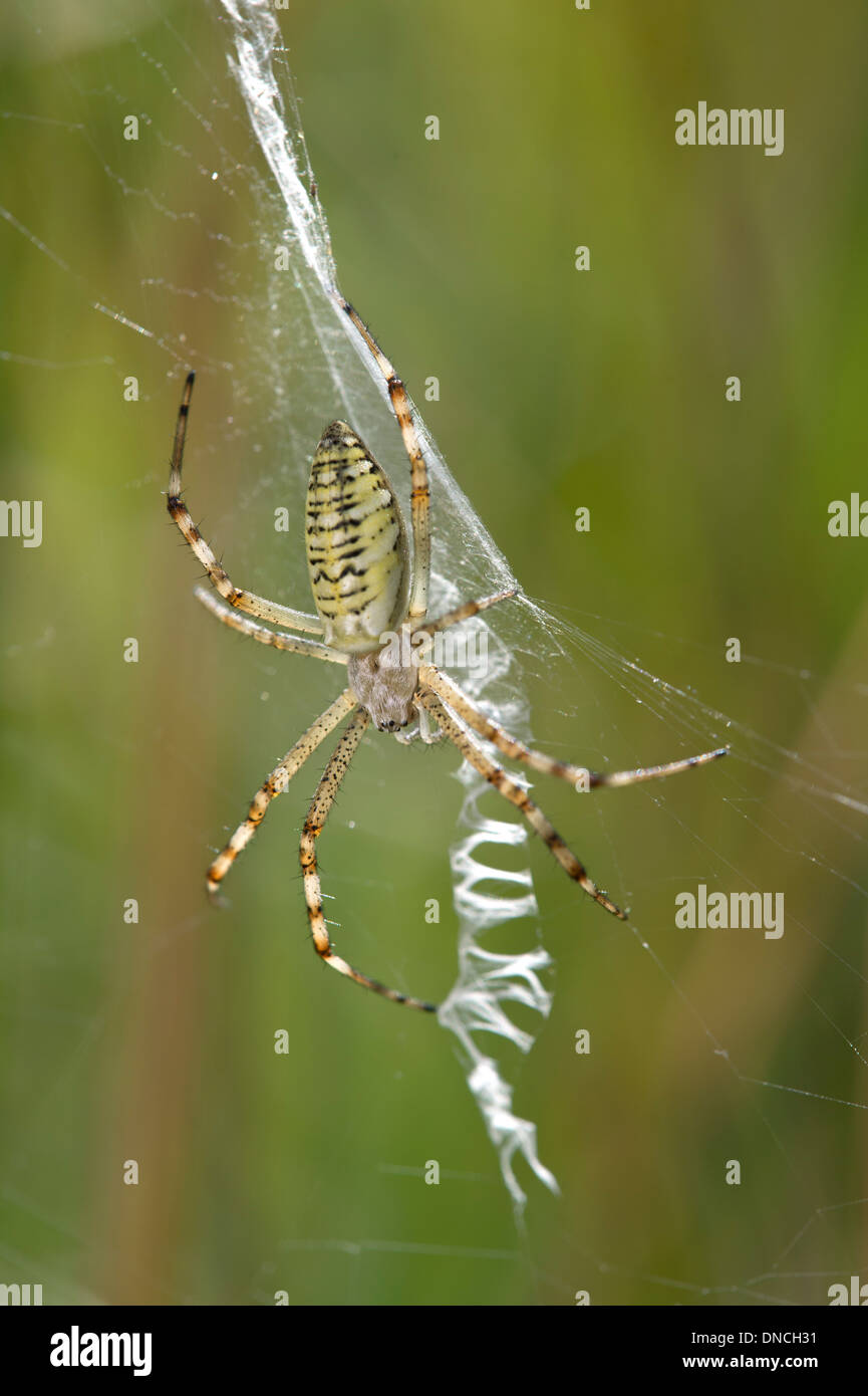 Wespe Spinne (Argiope Bruennichi), sitzt in der Mitte der sein Netz Stockfoto