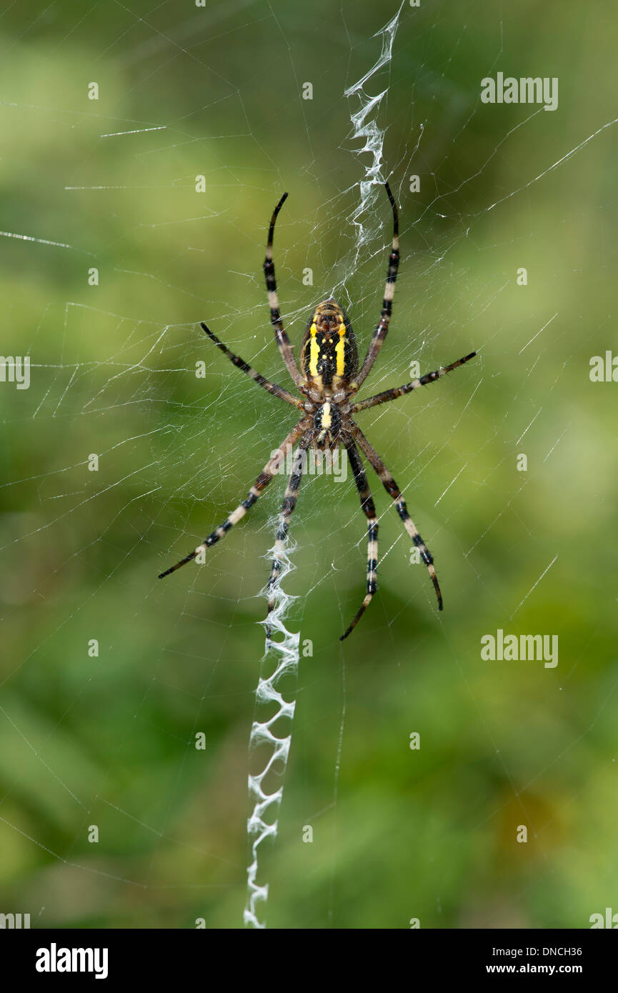Wespe Spinne (Argiope Bruennichi), sitzt in der Mitte der sein Netz Stockfoto