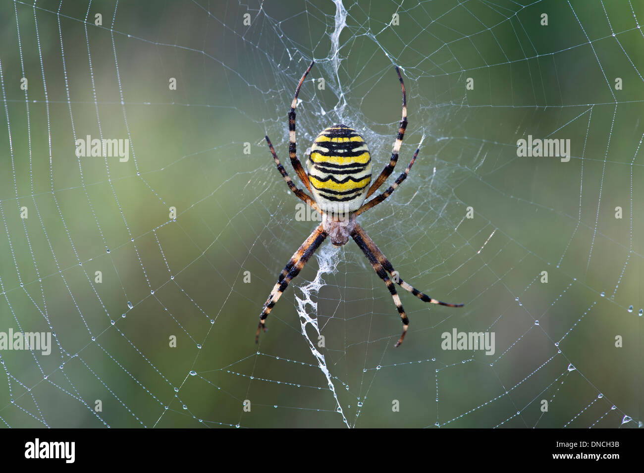 Wespe Spinne (Argiope Bruennichi), sitzt in der Mitte der sein Netz Stockfoto