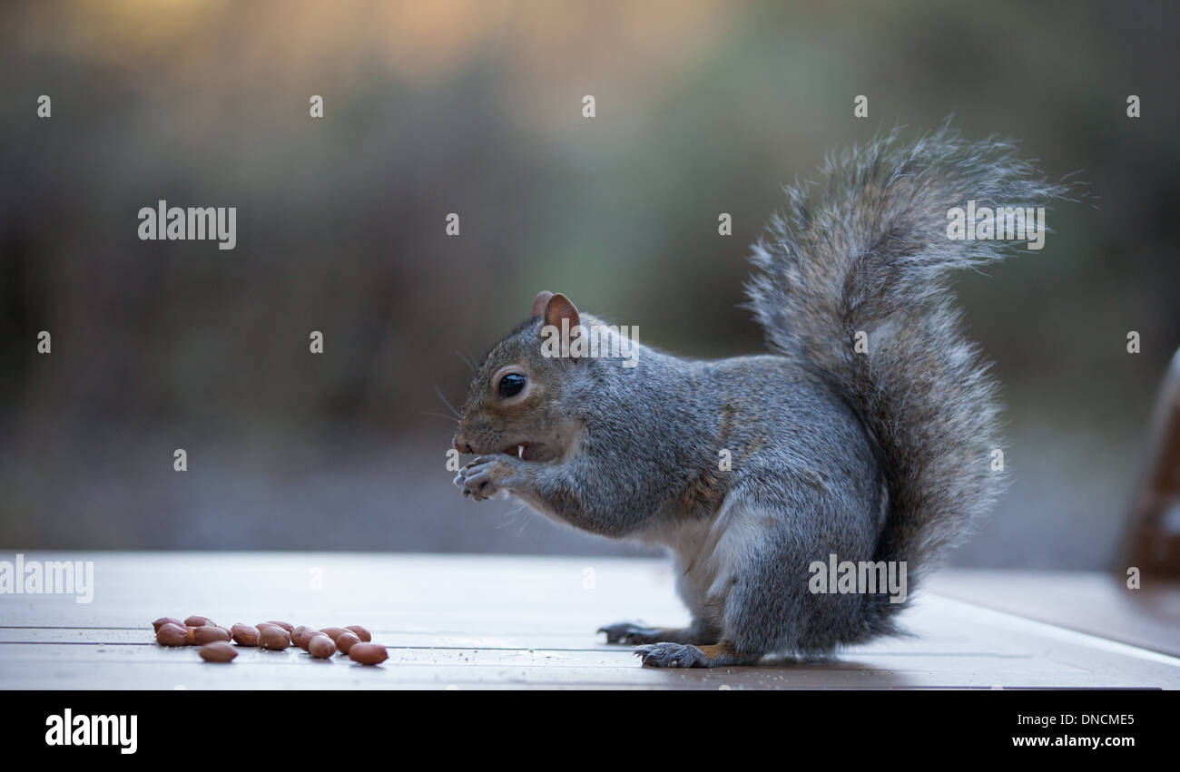 Graue Eichhörnchen Nahaufnahme Schuss Stockfoto