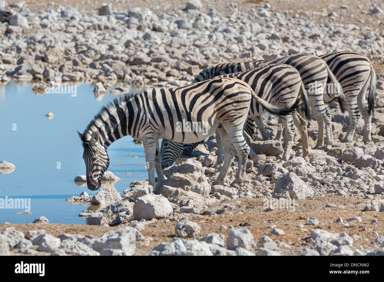 Zebras am Wasserloch Stockfoto