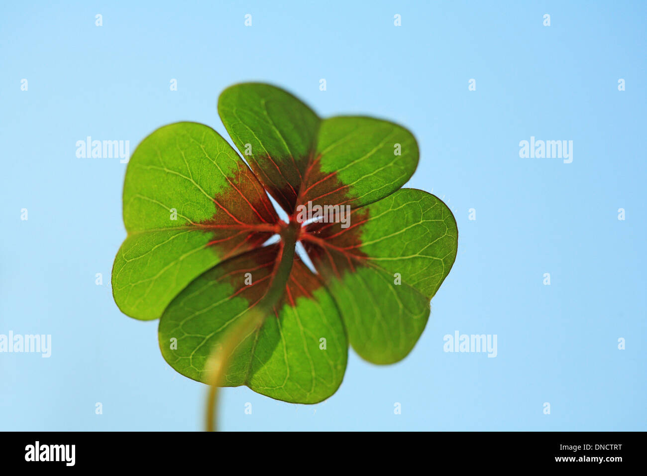 Vierblättriges Kleeblatt gegen blauen Himmel Stockfoto