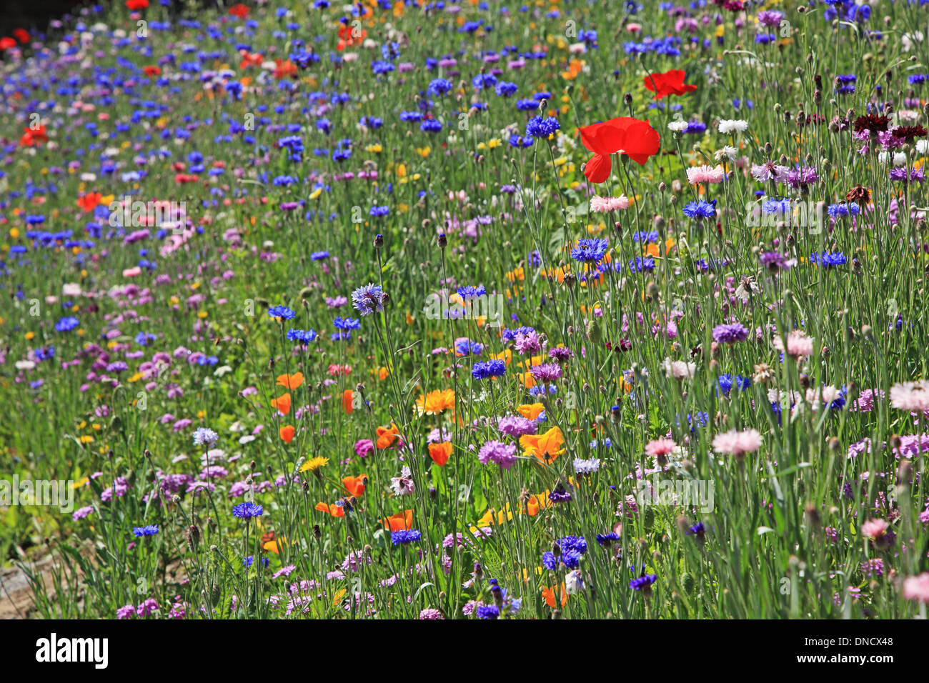 Wildblumen, Frankreich, Savoyen, Vallorcine Stockfoto