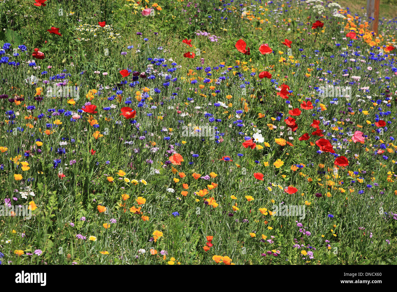 Wildblumen, Frankreich, Savoyen, Vallorcine Stockfoto