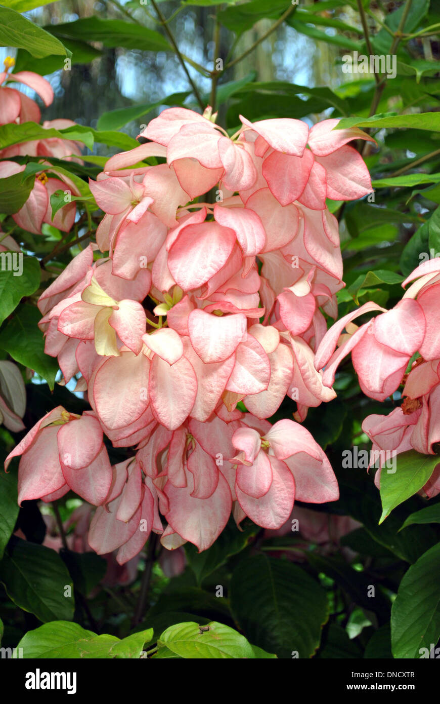 Rosa tropischen Hartriegel lateinischen Namen Mussaenda Erythrophylla Königin SIRIKIT Stockfoto