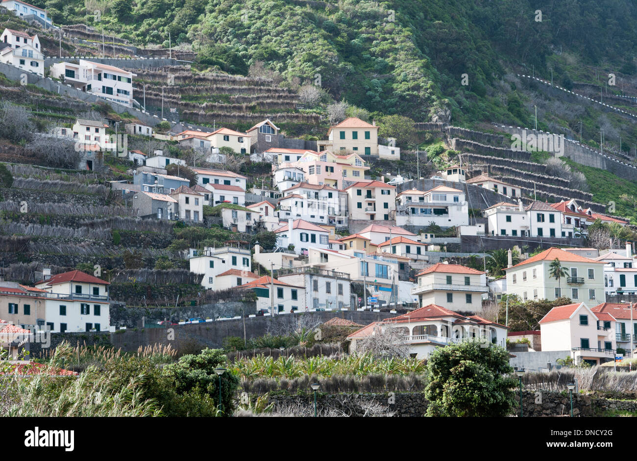 Zäune aus Baumheidekraut schützen Pflanzen vor Stürmen im Atlantik in Porto Moniz, Madeira, Portugal Stockfoto