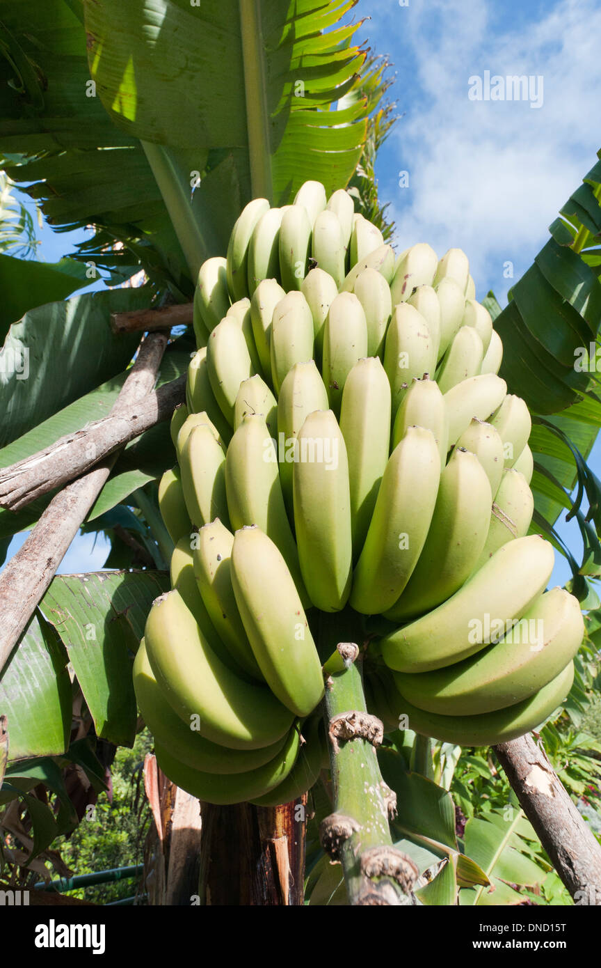 Cluster der grüne Zwerg Bananen wachsen im südlichen Madeira, Madeira, Portugal Stockfoto