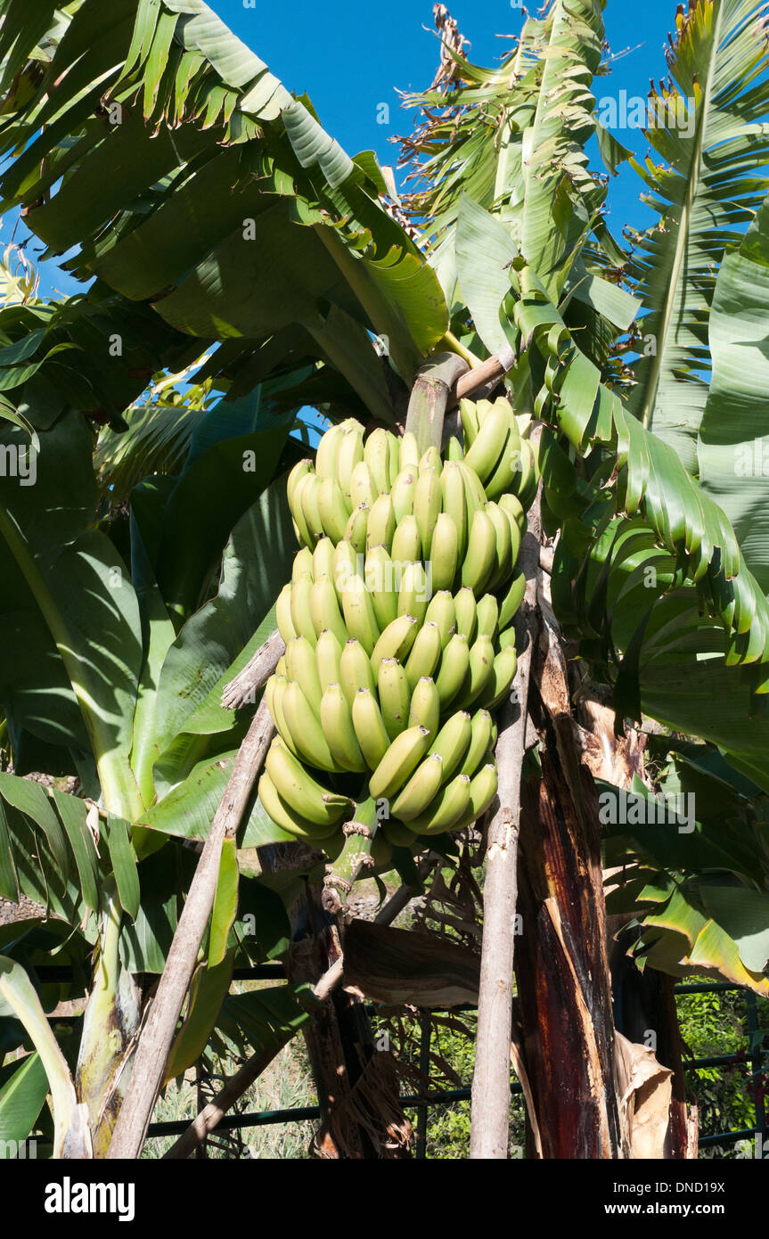Cluster der grüne Zwerg Bananen wachsen im südlichen Madeira, Madeira, Portugal Stockfoto