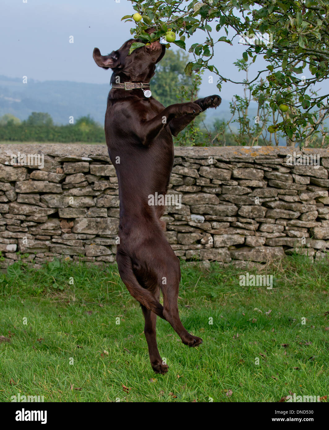 Chocolate Labrador springen, um einen Apfel von einem Baum abrufen. Stockfoto