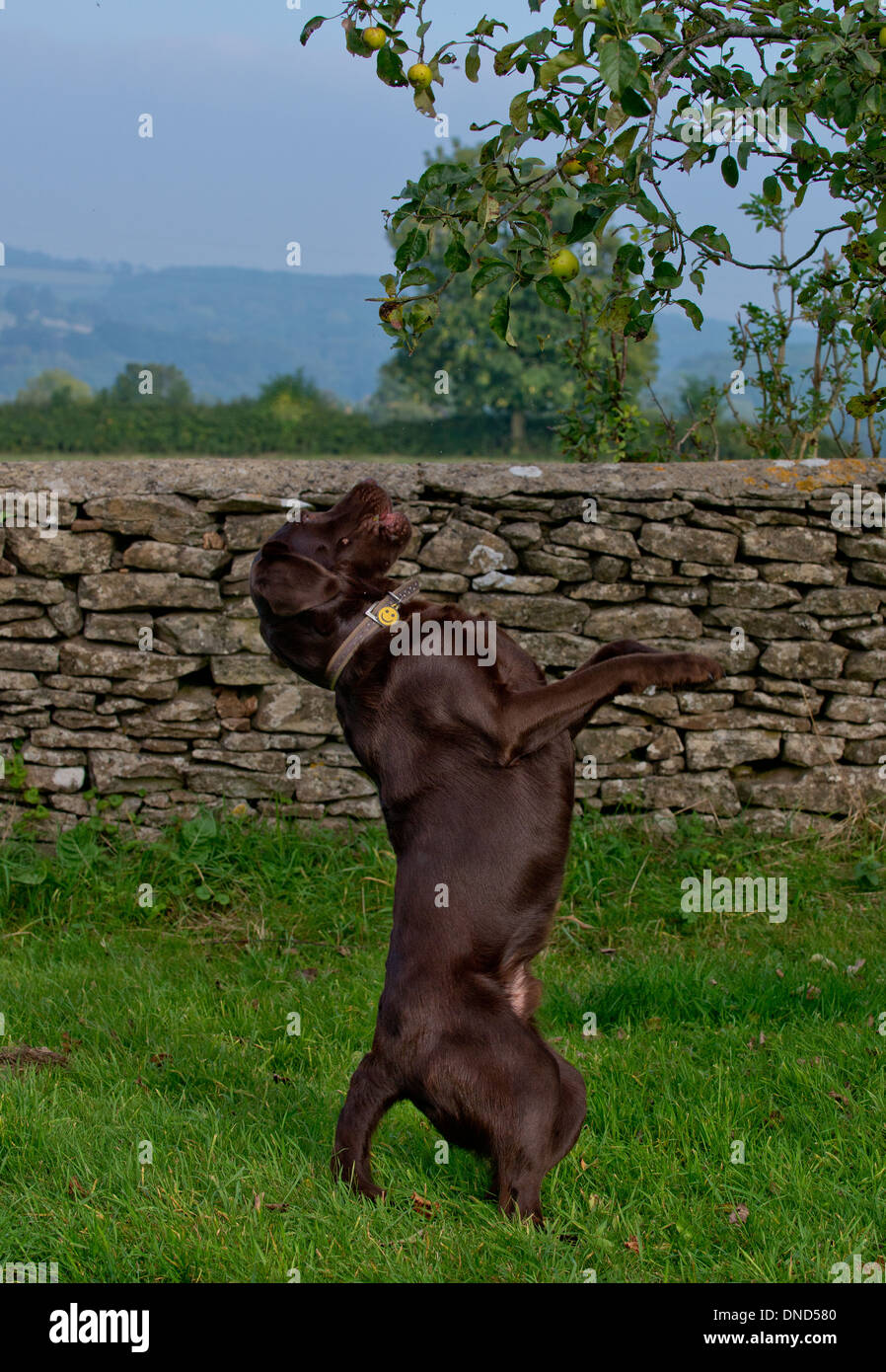 Chocolate Labrador springen, um einen Apfel von einem Baum abrufen. Stockfoto