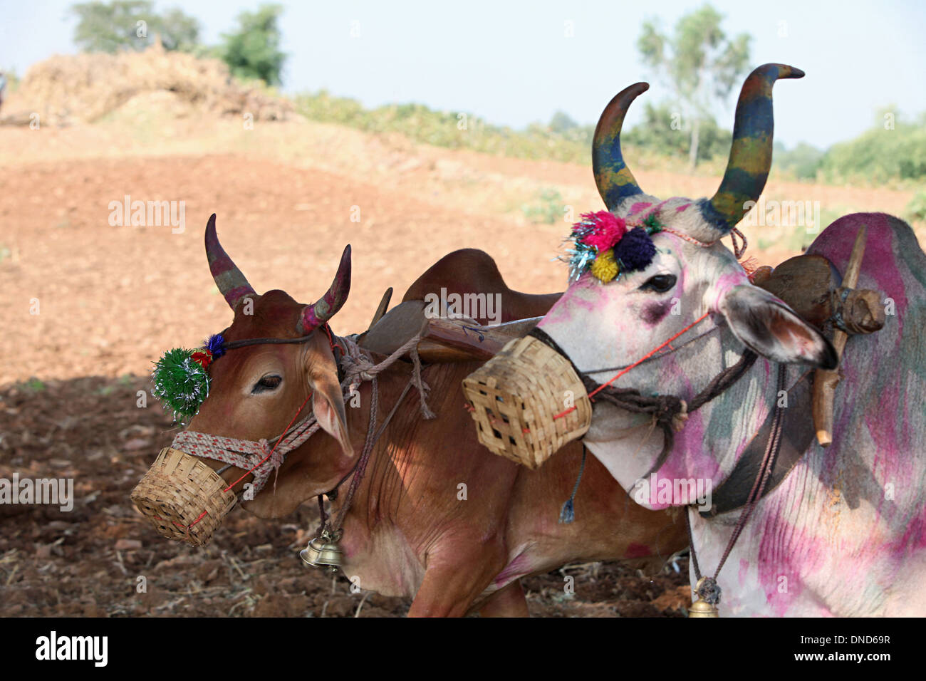 Farbige Stiere Essen Rasen. Zabua Bezirk von Madhya Pradesh, Indien Stockfoto