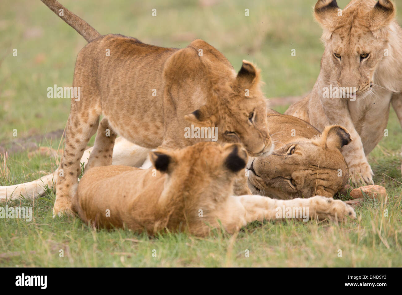 Freche Löwenbabys nehmen Zeit, um mit einer Löwin genommen in der Masai Mara Game Reserve in Kenia, Afrika im Oktober 2013 spielen Stockfoto