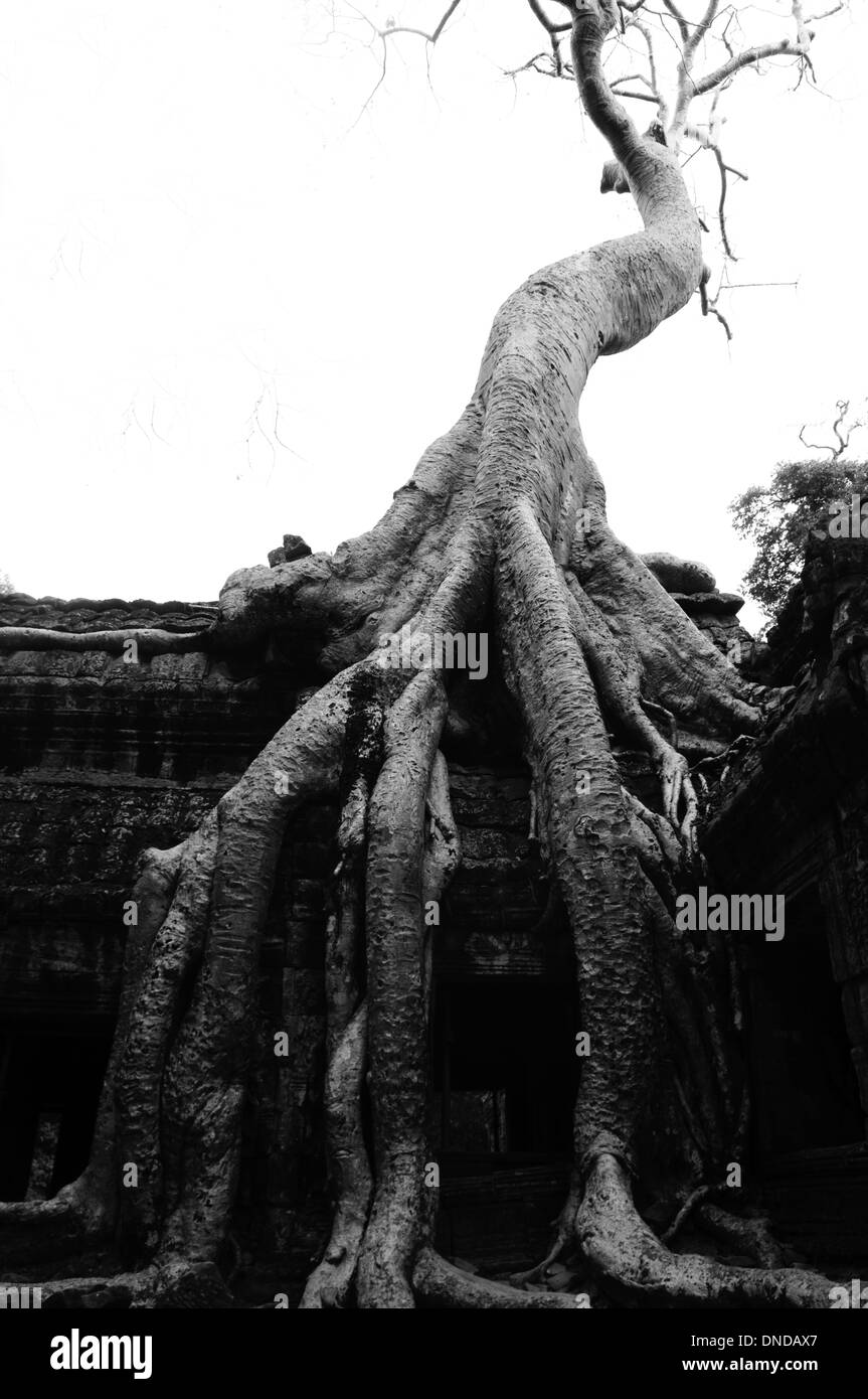 ein Baum auf ein Gebäude, ta Prohm Tempel, Angkor archäologischer Park, Kambodscha Stockfoto