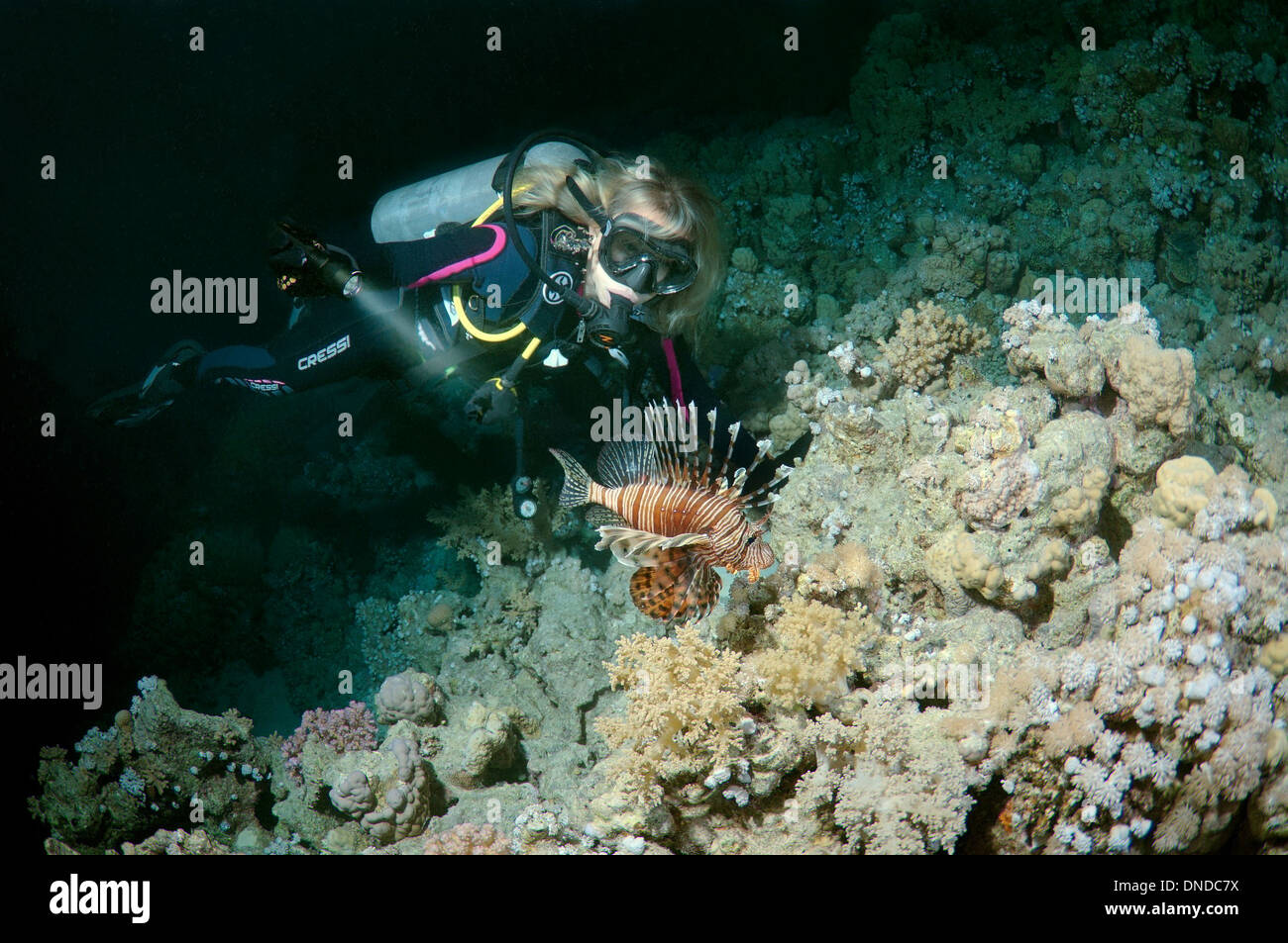 Taucher am roten Rotfeuerfisch (Pterois Volitans) in Nachttauchen. Rotes Meer, Ägypten, Afrika Stockfoto