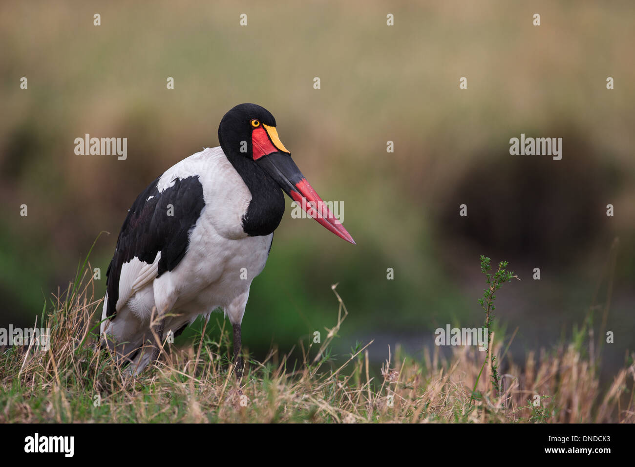 Sattel – abgerechnet Storch Porträt Stockfoto