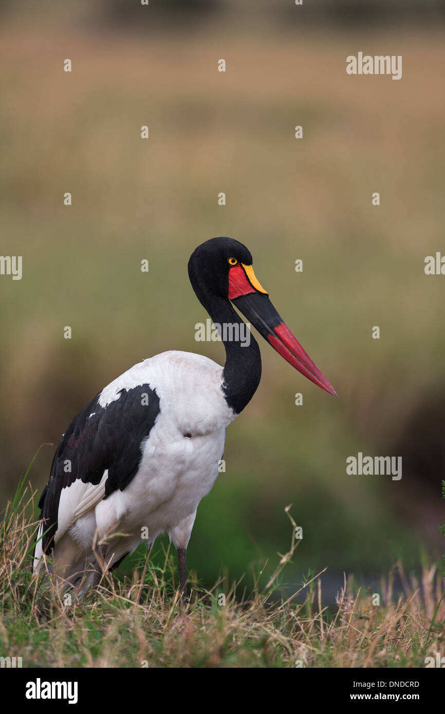 Sattel – abgerechnet Storch Porträt Stockfoto