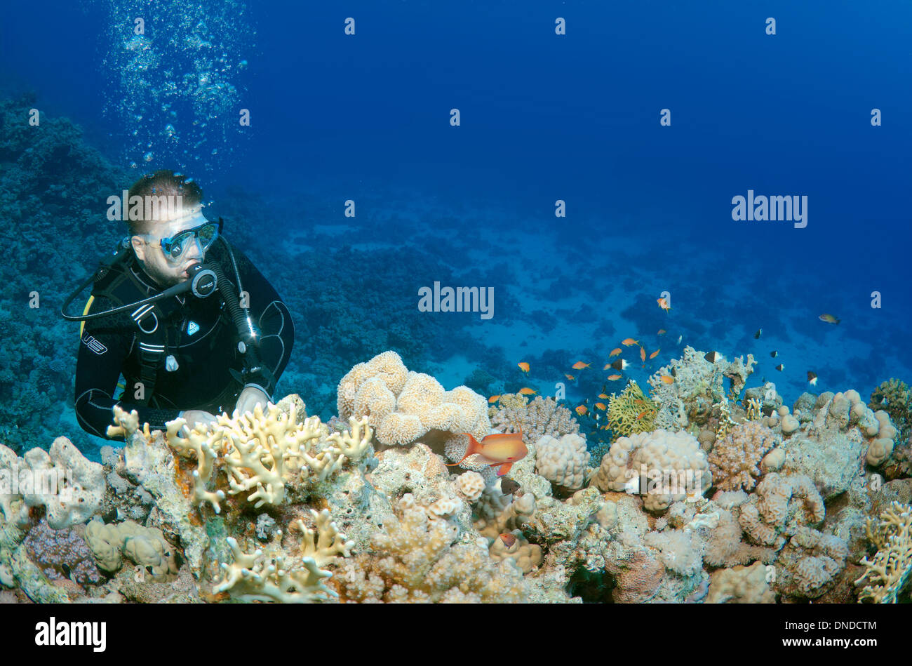 Taucher am Korallenriff. Rotes Meer, Ägypten, Afrika Stockfoto