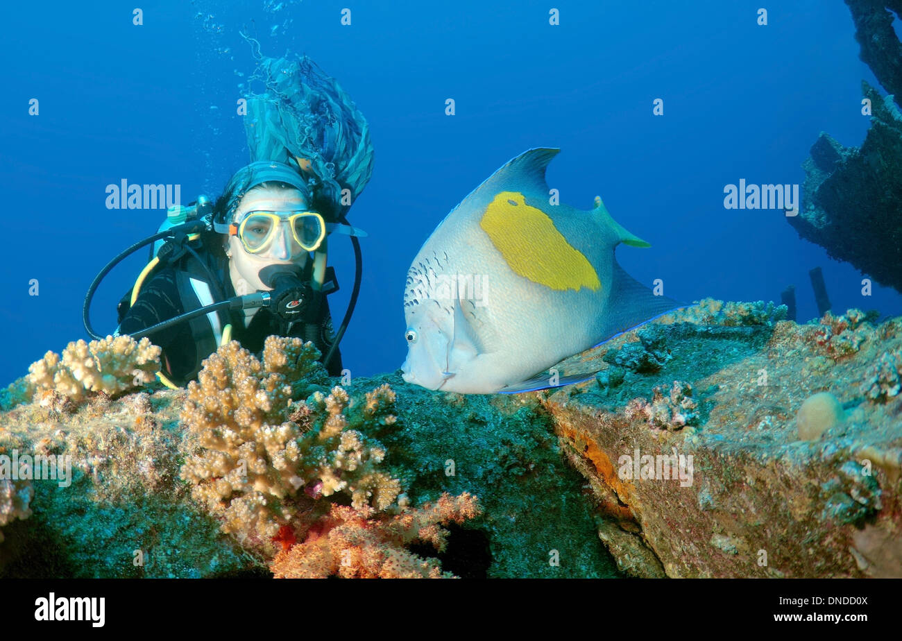 Taucher im Halfmoon Kaiserfisch, Yellowband Kaiserfisch, Yellowbar Kaiserfisch, gelb-Fleck Kaiserfisch Stockfoto