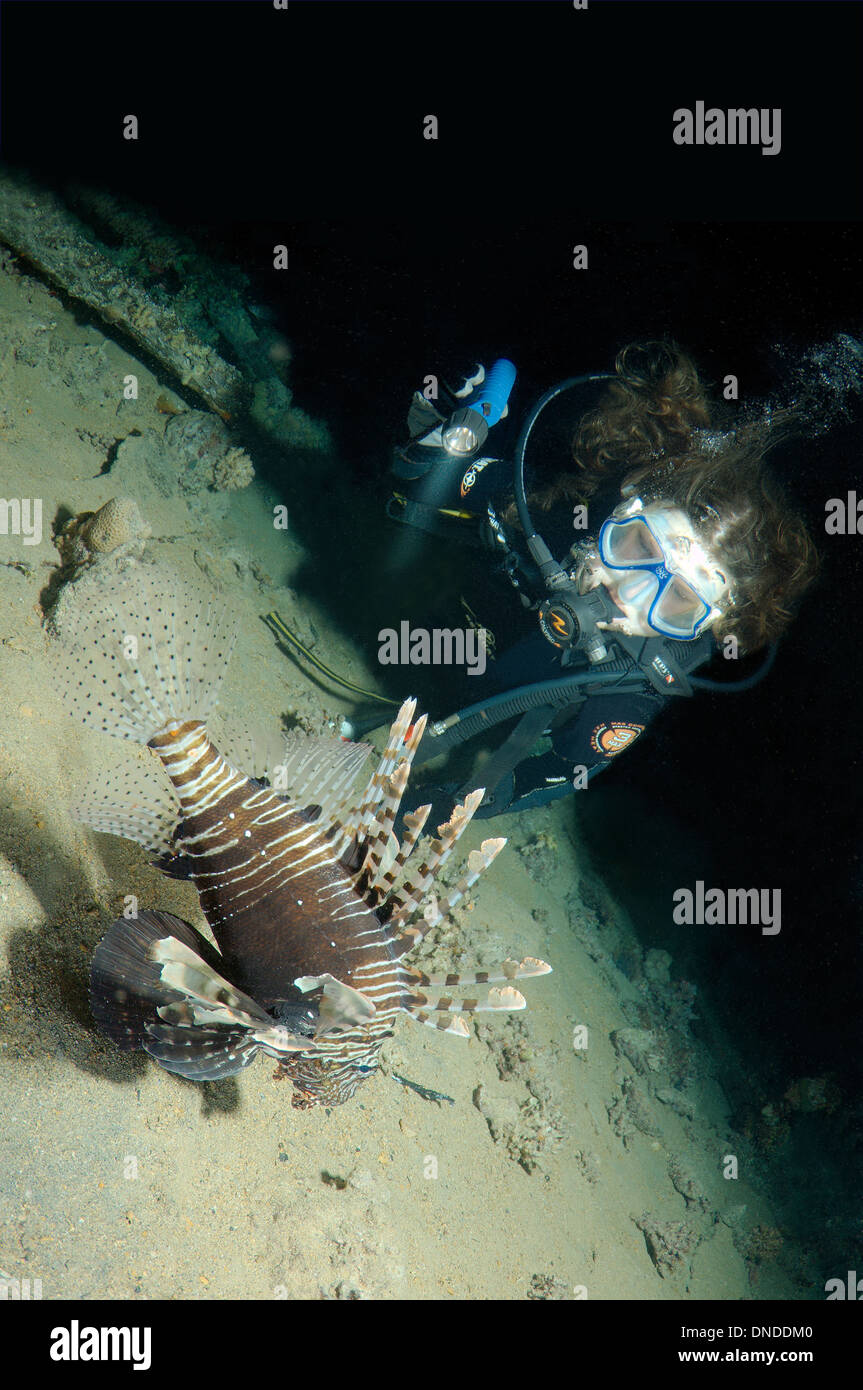 Taucher am roten Rotfeuerfisch (Pterois Volitans) in Nachttauchen. Rotes Meer, Ägypten, Afrika Stockfoto