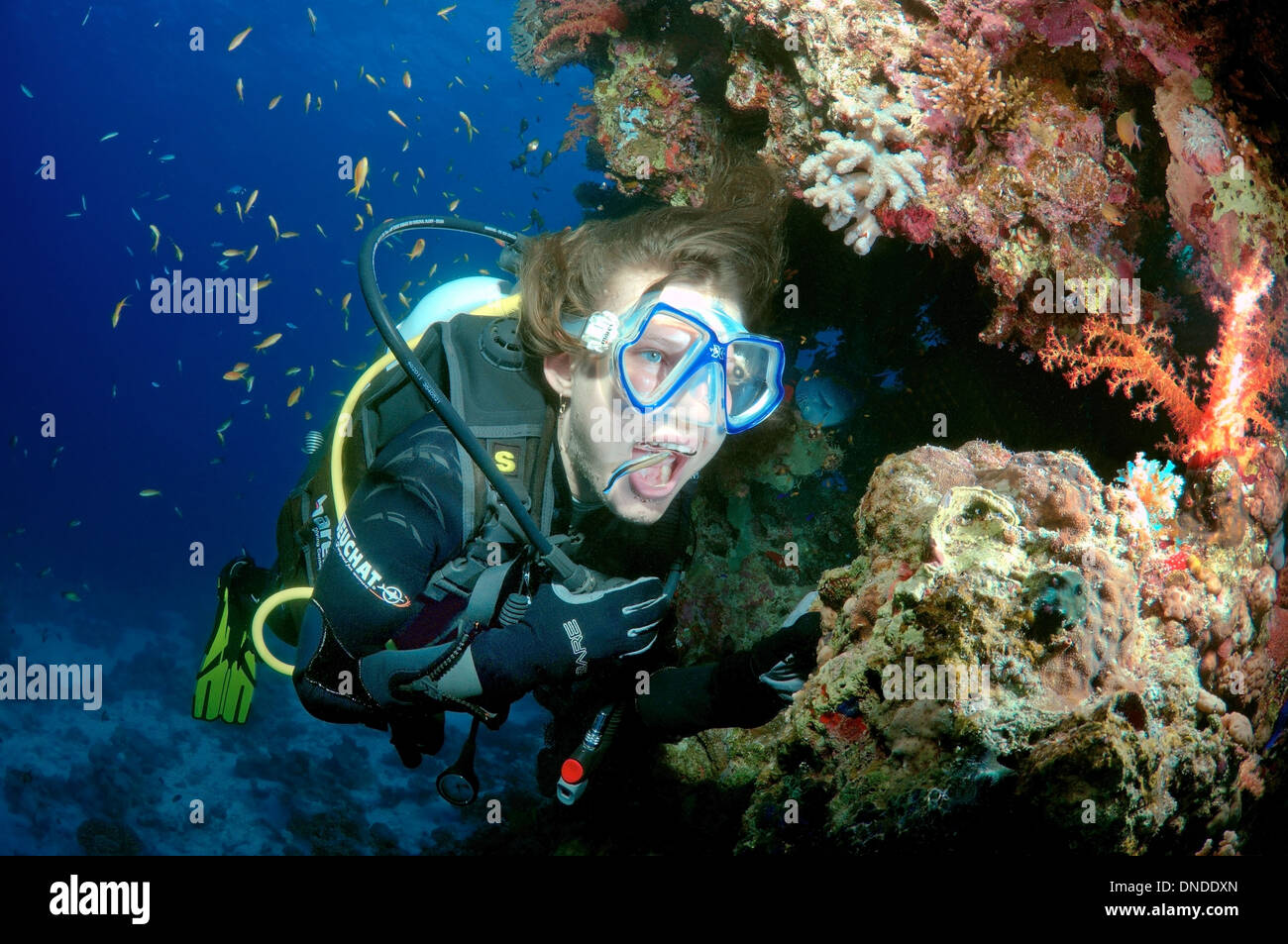 Weibliche Scuba Diver und Cleanerfish (Labroides dimidiatus), Rotes Meer, Ägypten, Afrika Stockfoto