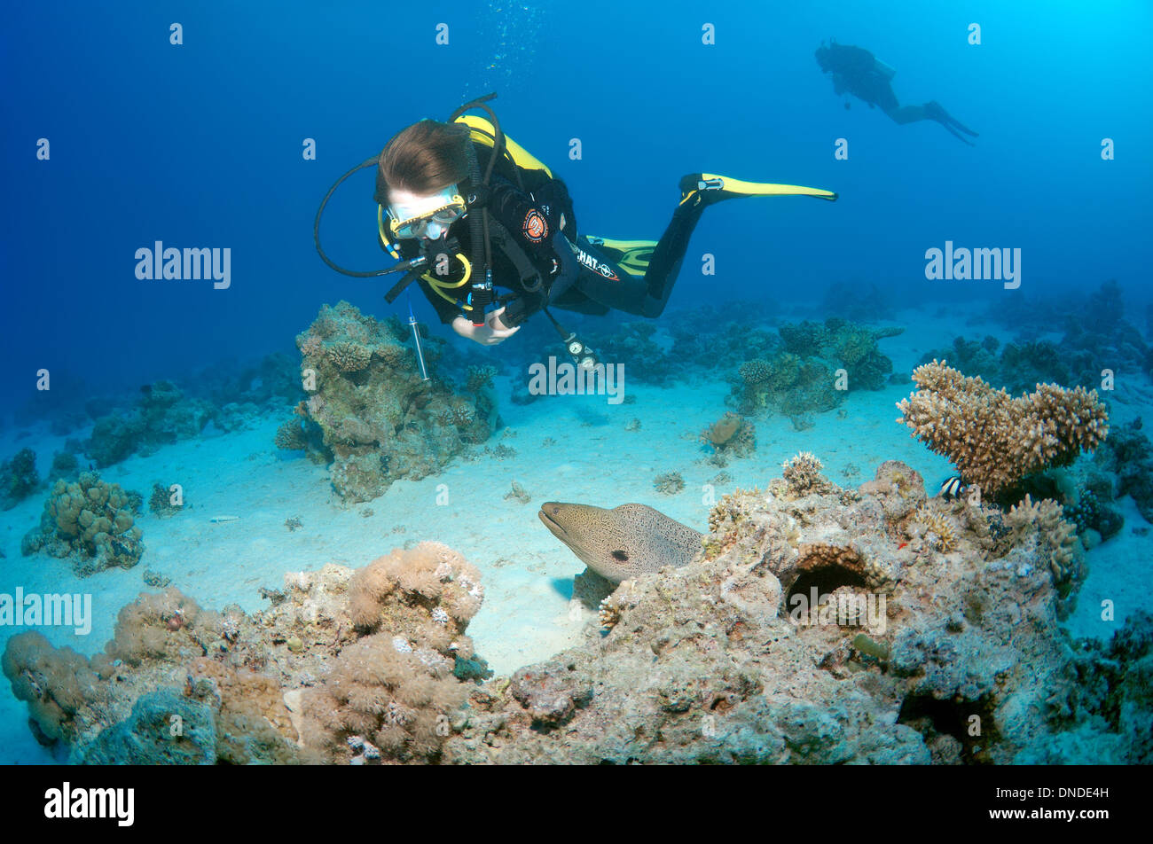 Riesen Muräne (Gymnothorax Javanicus), Rotes Meer, Ägypten, Afrika Stockfoto