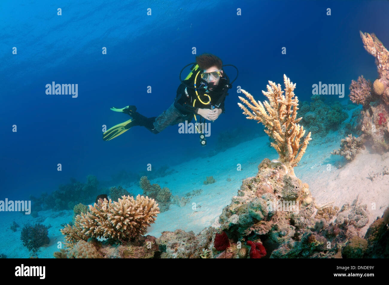 Taucher am Korallenriff. Rotes Meer, Ägypten, Afrika Stockfoto