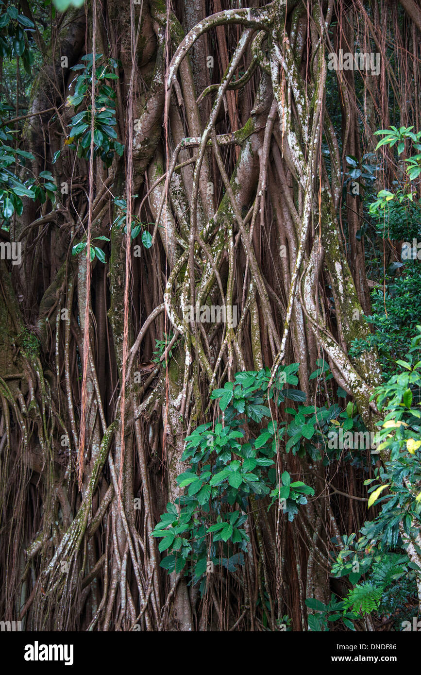 Banyan Tree Wurzeln, Peak Trail, Hongkong Stockfoto