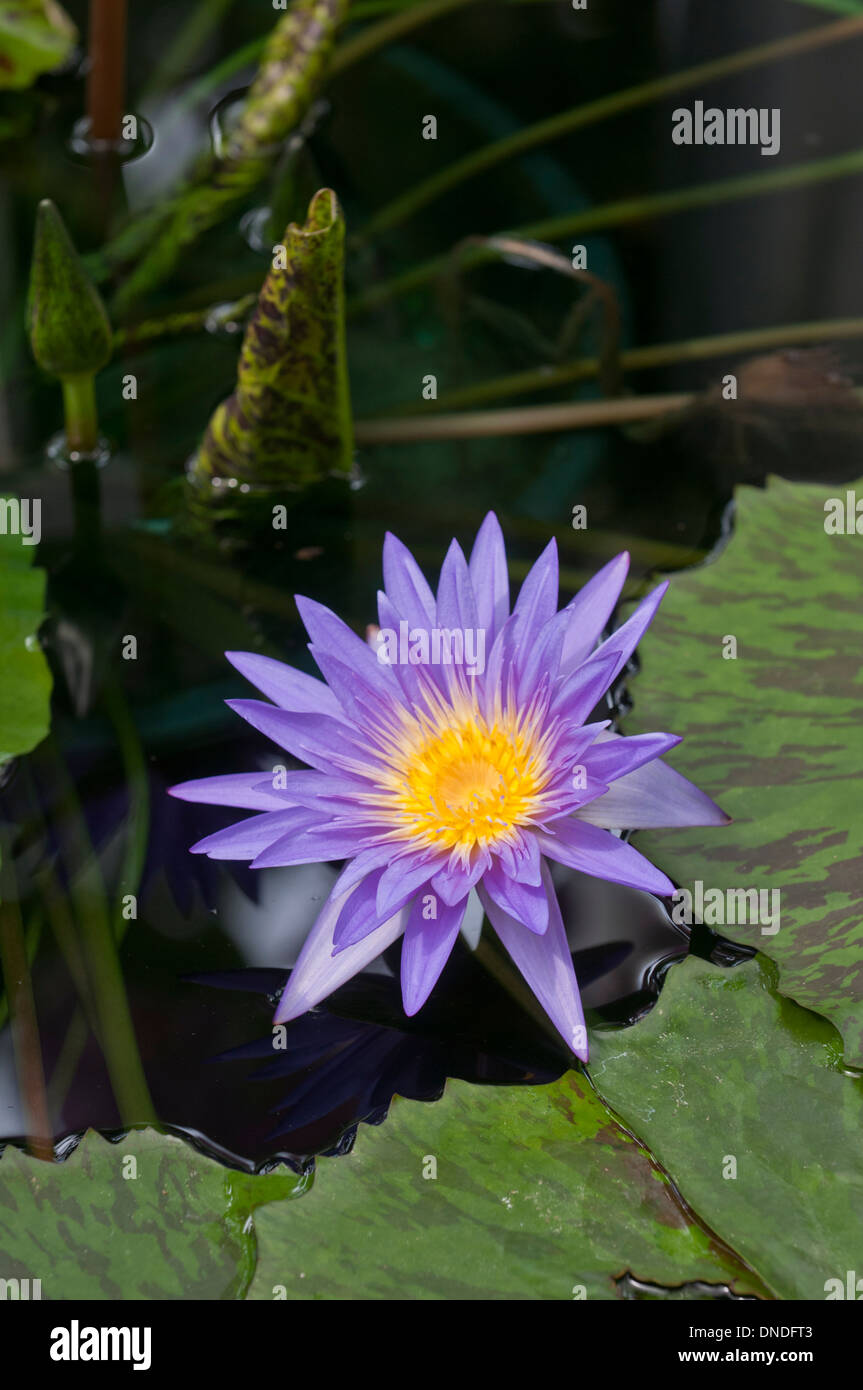 Seerose: Nymphaea "Star of Zanzibar" Stockfoto