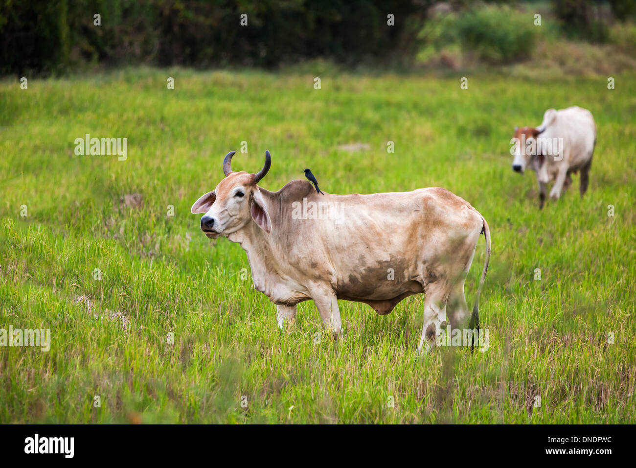 Auf dem Feld in Thailand sehen Sie eine Kuh mit einer schwarz-Drongo Stockfoto