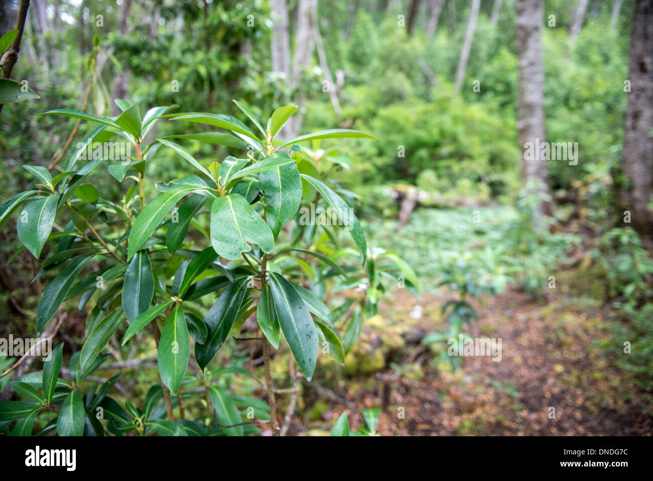 Blätter im Wald, Tierra de Fuego Chile Stockfoto