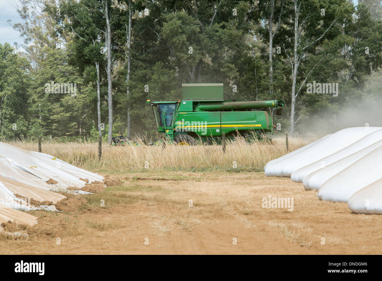 Raps-Öl (Raps)-Produktion bei Molinera Gorbea, beteiligt ein Korn-Prozessor bei der Herstellung von Fischfutter Temuco, Chile Stockfoto