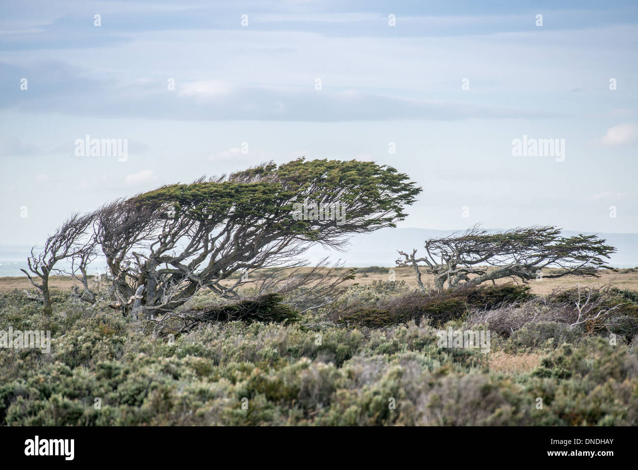 geblasen, Bäume, Patagonien, Südamerika Stockfoto