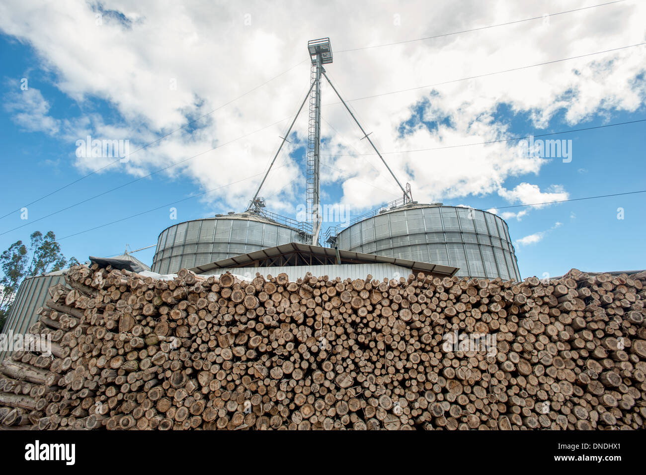 Raps-Öl (Raps)-Produktion mit Eukalyptus-Holz-Haufen Stockfoto