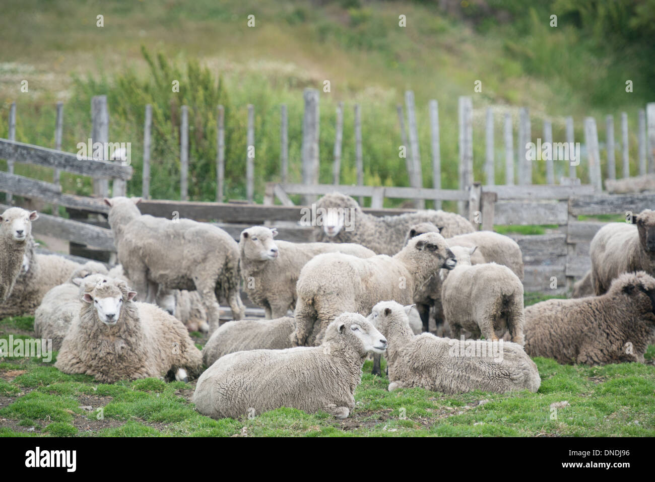 Rio Verde Schafe, Chile Stockfoto
