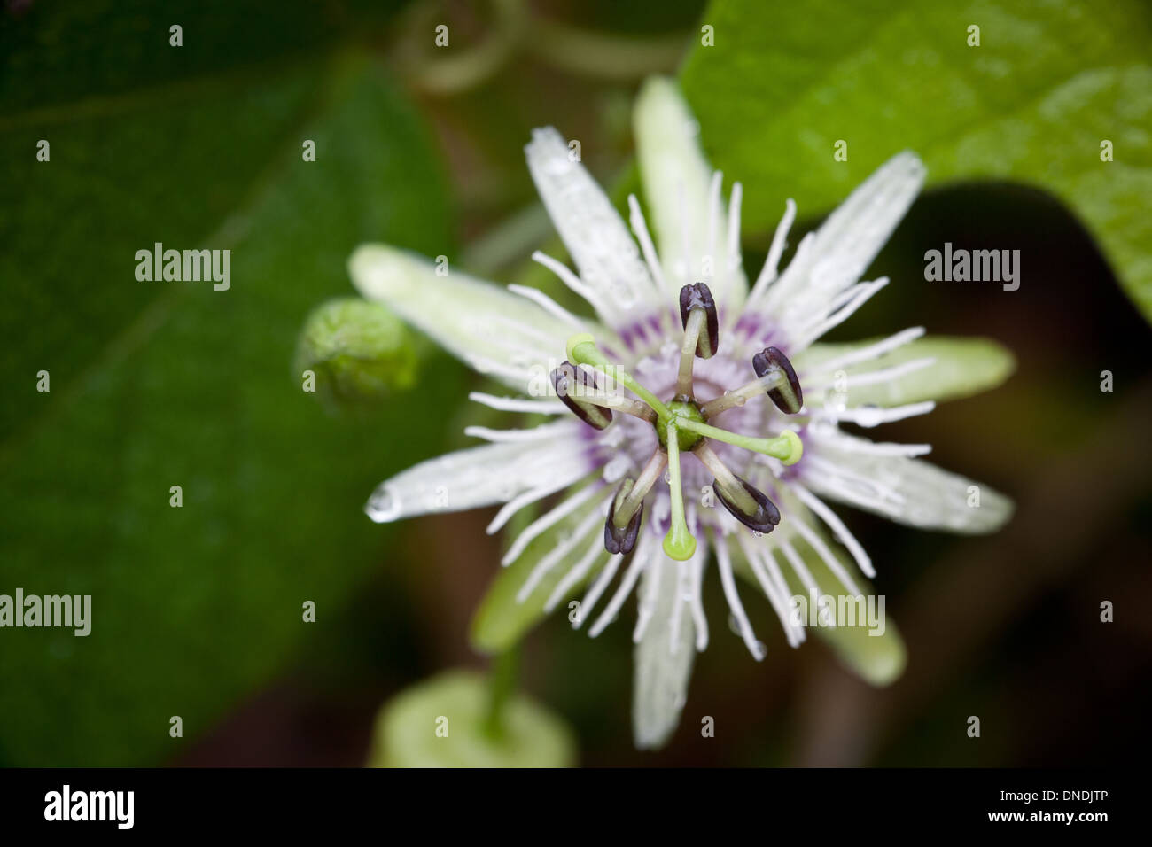 Schöne Blume in der Nähe von Cerro Punta in der Provinz Chiriqui, Republik von Panama. Stockfoto