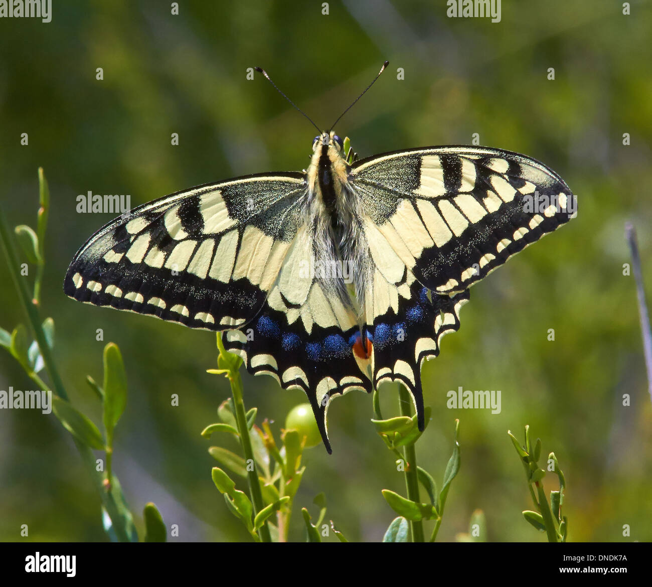 Europäische Schwalbenschwanz Schmetterling in Ruhe auf die vegetation Stockfoto
