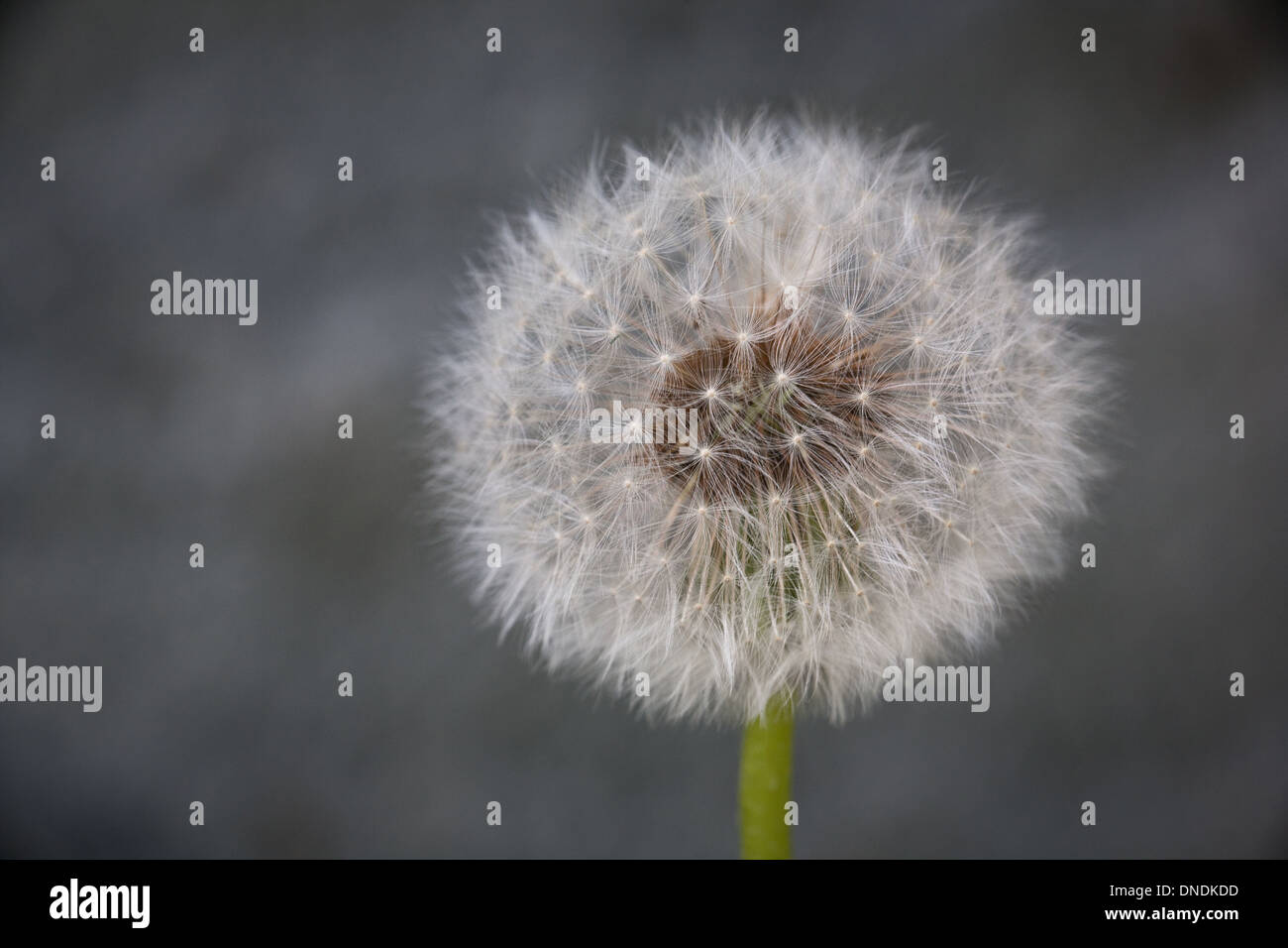 Löwenzahn Samen, Taraxacum officinale in Rygge Kommune, Østfold fylke, Norwegen. Stockfoto