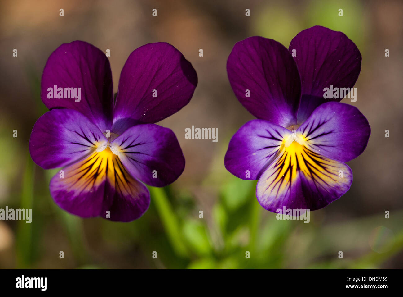 Stiefmütterchen, Viola Tricolor, in einem Garten in Moss, Østfold, Norwegen. Stockfoto