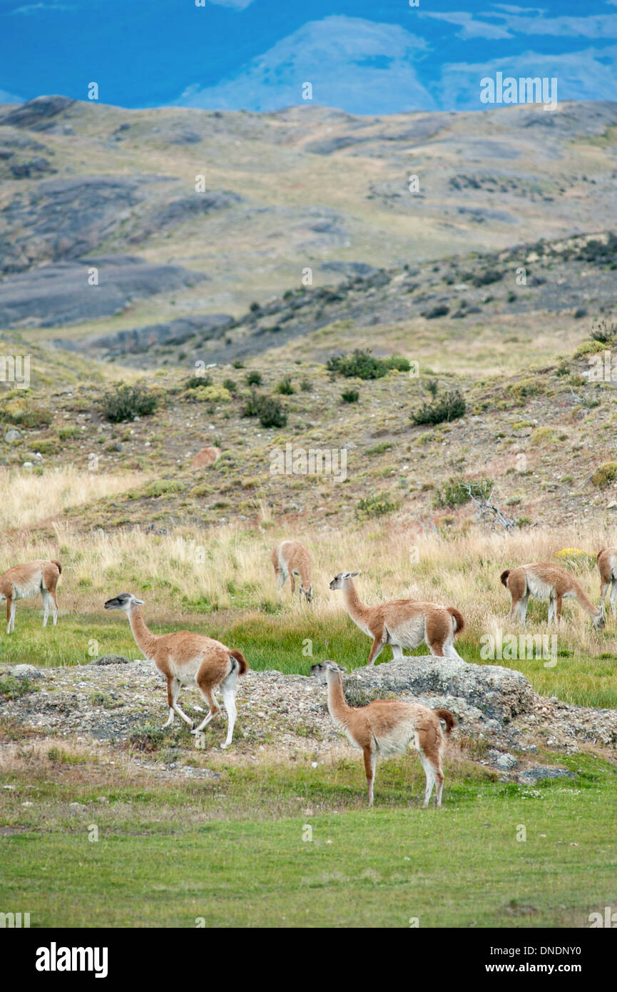 Guanakos, Punta Arenas, Chile Stockfoto