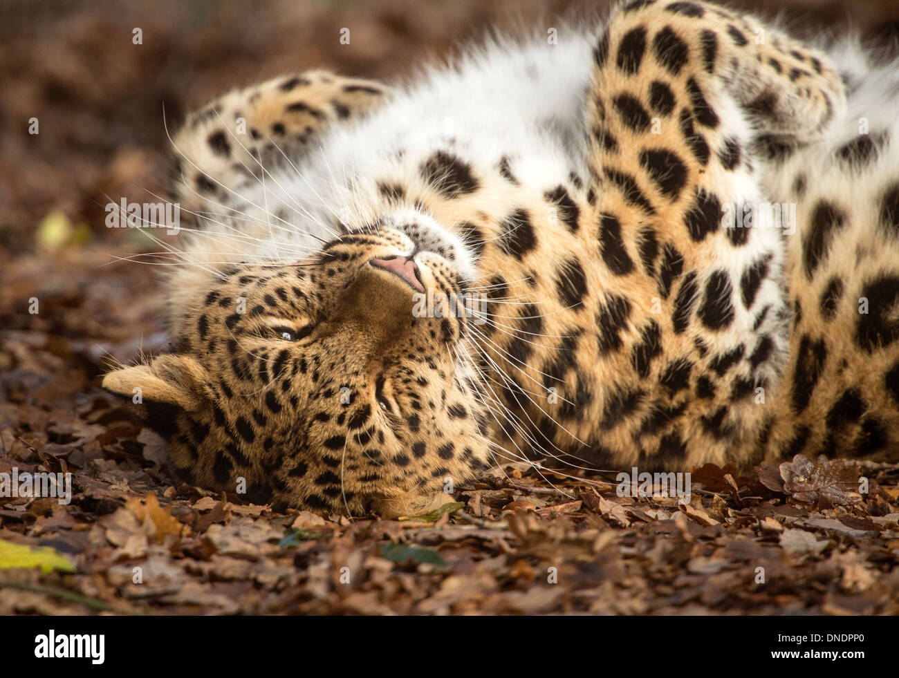 Weibliche Amur-Leopard, liegend auf der Rückseite mit Blick entspannt Stockfoto