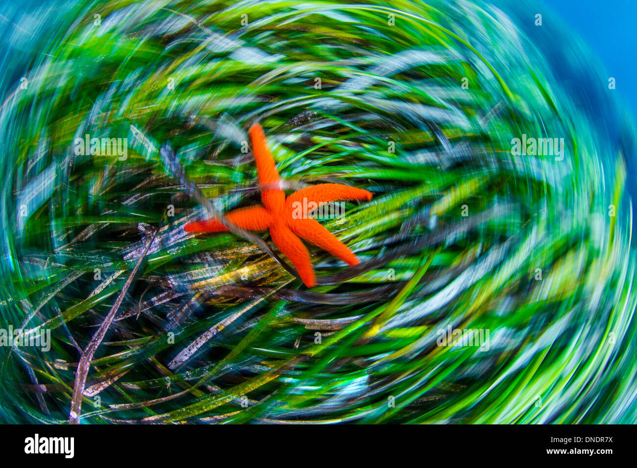 Posidonia ozeanisch ist keine Alge ist eine Pflanze Stockfoto