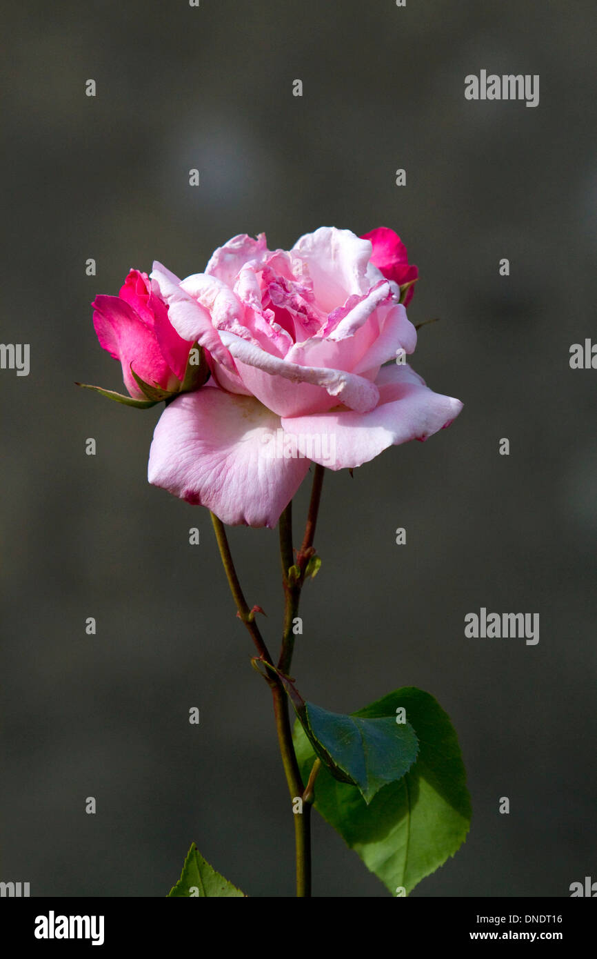 Die Blüte einer rosa Rose in der Nähe von Angoulême im Südwesten Frankreichs. Stockfoto
