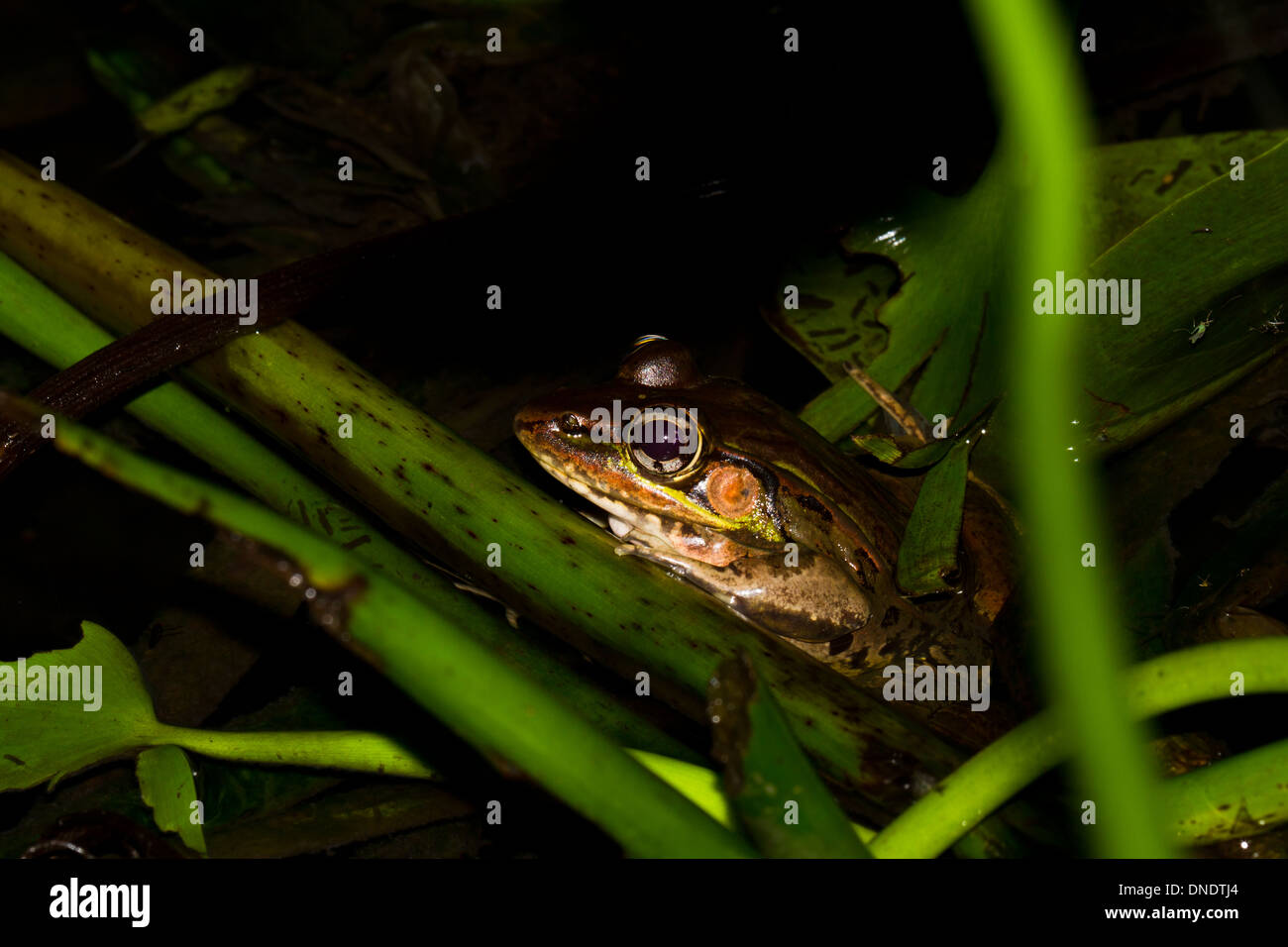 große Kröte in der Regen Wald von Belize Stockfoto