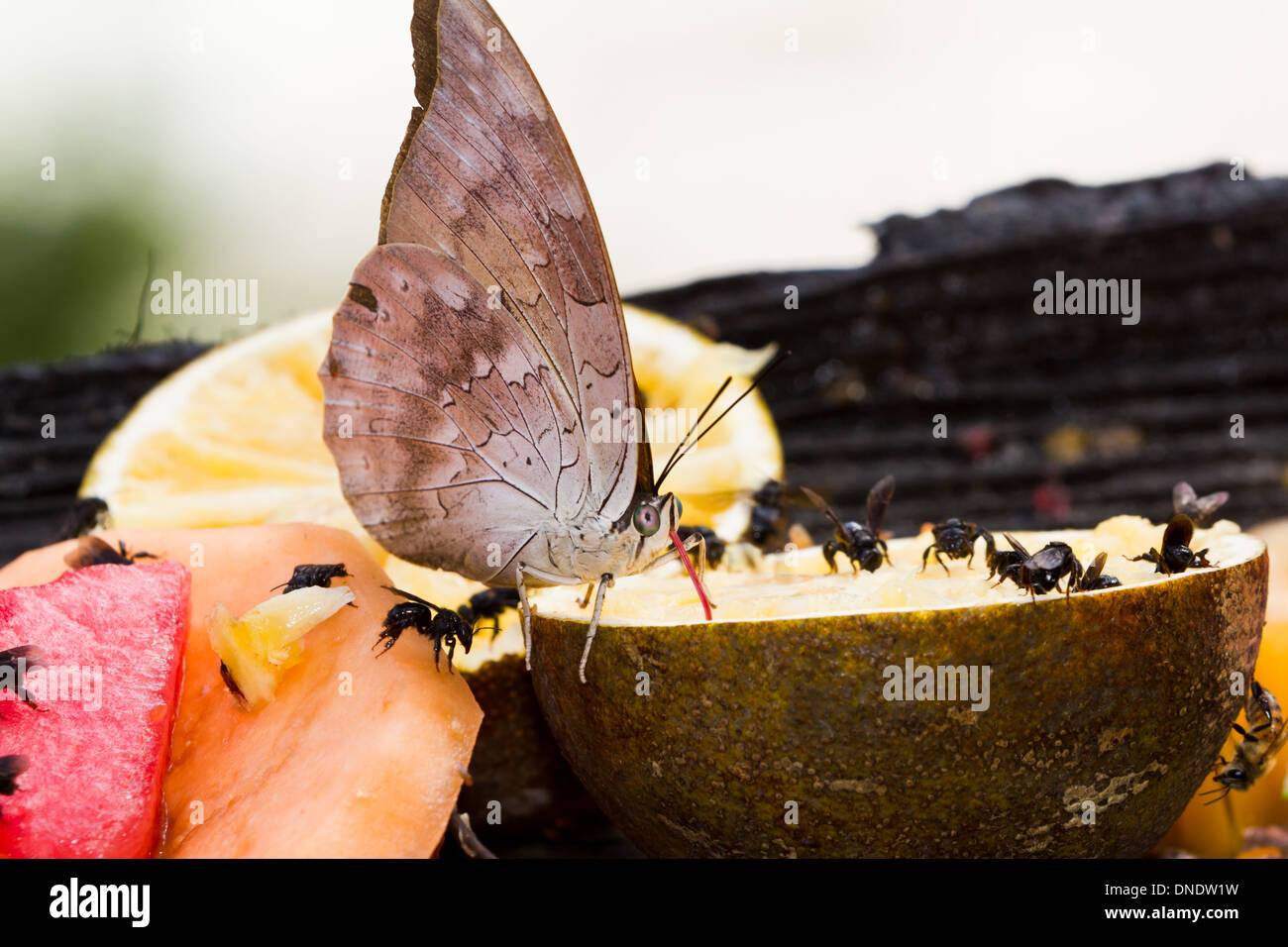 tropische Schmetterlinge ernähren sich von frischem Obst in der Regen Wald von Belize Stockfoto