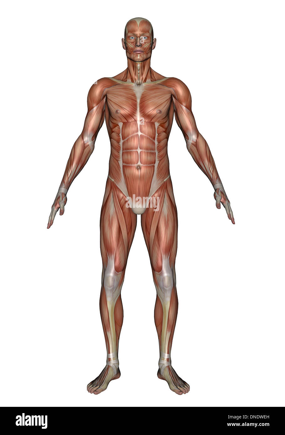 Anatomie des männlichen Muskulatur, Vorderansicht. Stockfoto