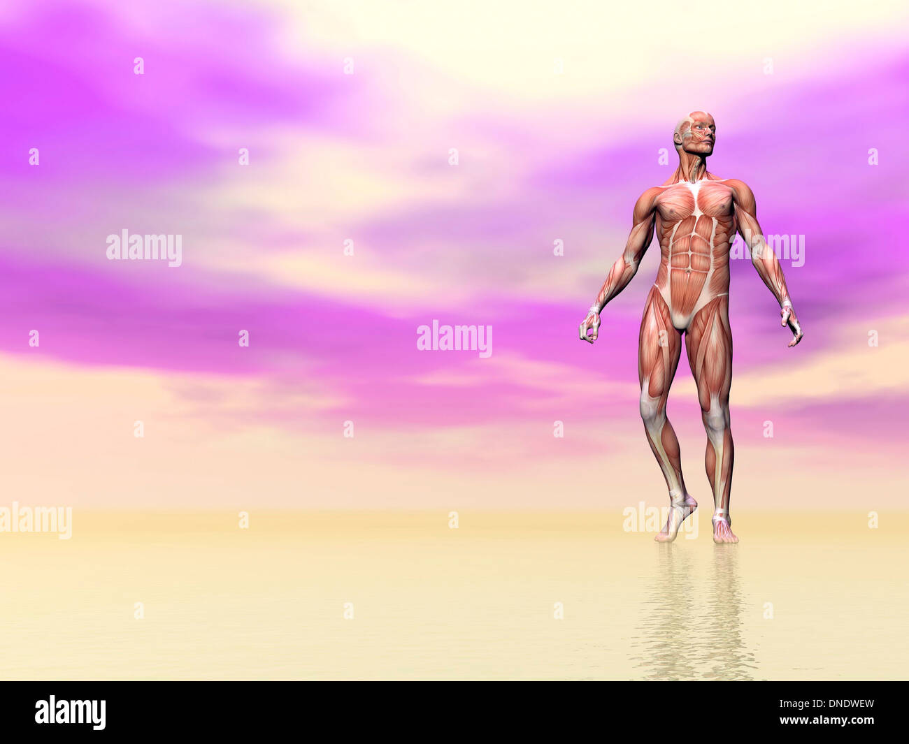 Vorderansicht des männlichen Muskulatur, rosa Hintergrund. Stockfoto